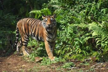 Ekolog: harimau butuh tempat untuk bersembunyi