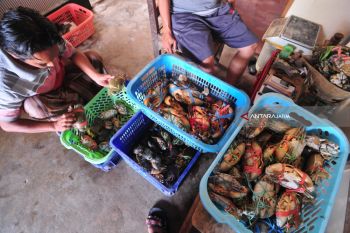 Harga Kepiting Turun