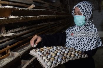 Harga Telur Puyuh Naik