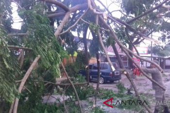 BPBD Agam Imbau Pengendara Waspada Pohon Tumbang