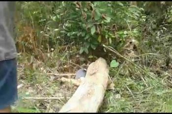 Terpeleset, pria ini tewas tertimpa pohon yang ditebangnya sendiri