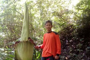 Bunga bangkai tumbuh di Mungka Limapuluh Kota
