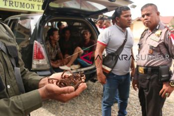 PEMBURU HARIMAU ASAL SUMBAR DIAMANKAN