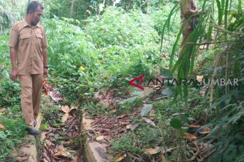 50 hektare sawah di Sungai Tarab kekeringan, warga terpaksa beli beras