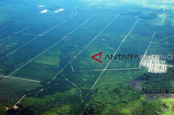 Tak operasional selama lima tahun, izin 39 perusahaan perkebunan diusulkan dicabut