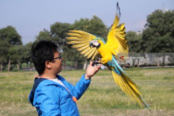 Latihan Terbang Burung Macau