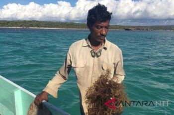 Tumpahan Montara penyebab produksi rumput laut menurun