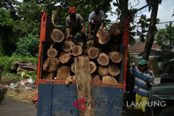 Tim gabungan tangkap 12 pembalak liar hutan Way Waya