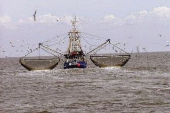 Pukat "Gerandong" masih beroperasi di Belawan