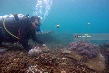 Pengamatan Biota Laut Banyuwangi