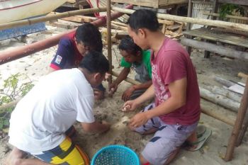 Manengkel Solidaritas-Chaetodon Lestarikan Penyu Sulawesi Utara