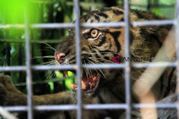 Perkembangan baik dan kesehatan bagus, Sopi Rantang akan dilepasliarkan