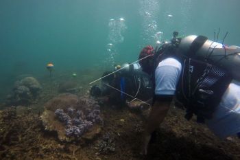 Mengamati biota laut