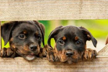 Pameran anjing ajak masyarakat menyayangi hewan peliharaan
