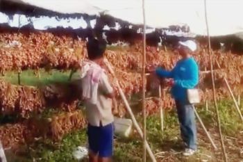 Harga bawang merah di Muara Teweh naik