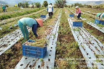 Bawang putih "Sangga Sembalun" varietas baru di Kerinci