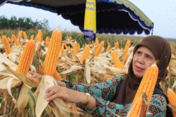 Fosfat alam terbukti signifikan dongkrak produksi jagung