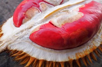 Kampung Durian Banyuwangi makin terkenal
