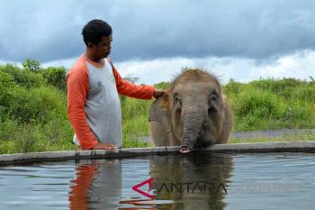 Gajah "Erin" Bisa Beradaptasi dengan Belalai Terpotong