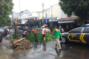 Pohon tumbang macetkan Jalan Gatot Sobroto Purwokerto