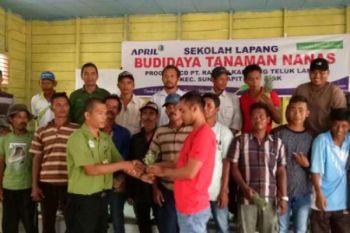 Ingin Jadi Sentra Nanas di Riau, 80 Ribu Bibit Ditanam di Siak