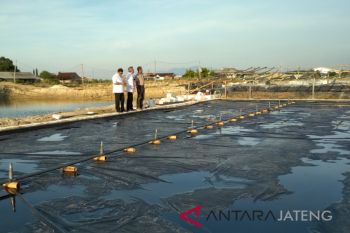 Petani garam harapkan Kadin suarakan pengetatan impor