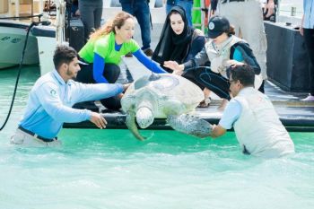 Kura-kura Hijau langka dilepas di Pulau Bu Tinah