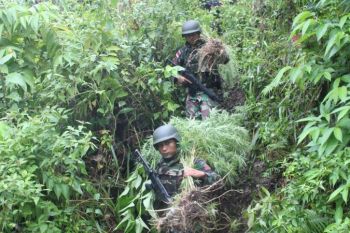 Satgas Yonif 121 temukan ladang ganja di perbatasan RI-PNG