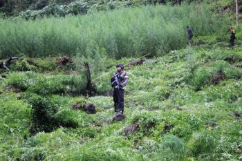 Aparat musnahkan tanaman ganja di Aceh Besar