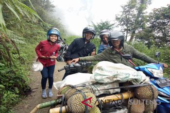 Petani Pinembani panen raya  durian