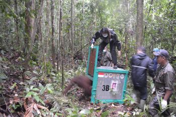Ini nama dan umur empat orangutan yang dilepasliarkan