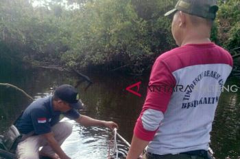 Hampir sepekan, bagaimana hasil BKSDA memancing buaya Sungai Mentaya?