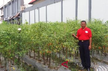 Tanaman pangan warga binaan berkontribusi tekan inflasi