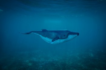 Seekor paus mati di Sungai Thames London