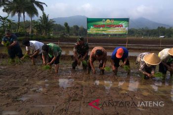 Petani Banjarnegara percepat tanam padi
