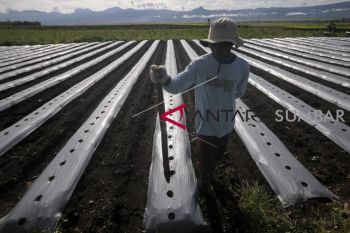 NILAI TUKAR PETANI TURUN