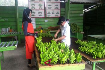Neraca perdagangan Lampung surplus