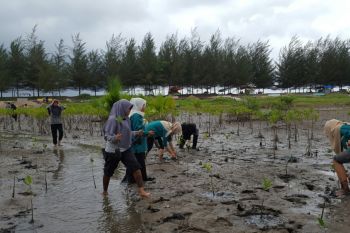 Mahasiswa Belajar Mangrove dan Penyu di Pariaman
