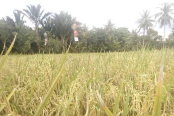 Masyarakat jangan alihkan lahan pertanian ke tambang, kata Legislator Bartim