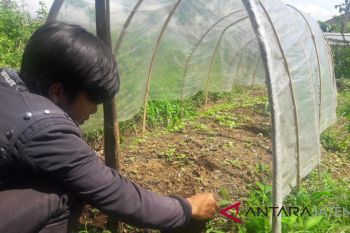 Hujan Dongkrak Kualitas Tembakau Temanggung