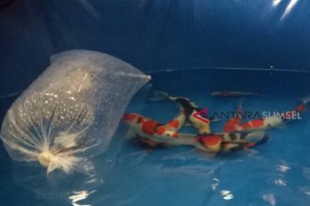 Pembudidaya ikan koi di Palembang mulai meningkat
