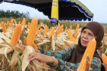 Pola "zigzag" tingkatkan produksi jagung 20 ton/ha