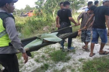 Tertimpa dahan pohon, pria Pahandut Seberang meninggal