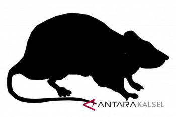 Beragam manfaat kapur barus dan cara aman menggunakannya