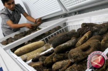 LIPI tawarkan teknologi pembesaran teripang sistem IMTA