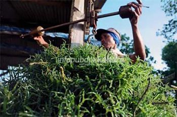 Minta Rumput Laut Ditata
