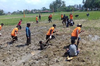 Pacu "upiah" dan "batuang gilo" meriahkan lomba membajak sawah di Solok (Video)