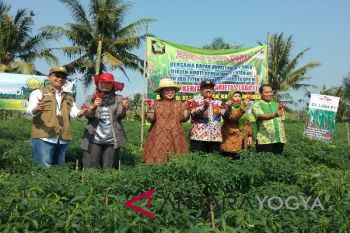 Tanaman cabai seluas 30 hektare siap dipanen