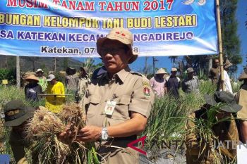 Petani lereng Gunung Sindoro panen bawang putih
