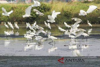 Burung Kuntul Pembasmi Hama